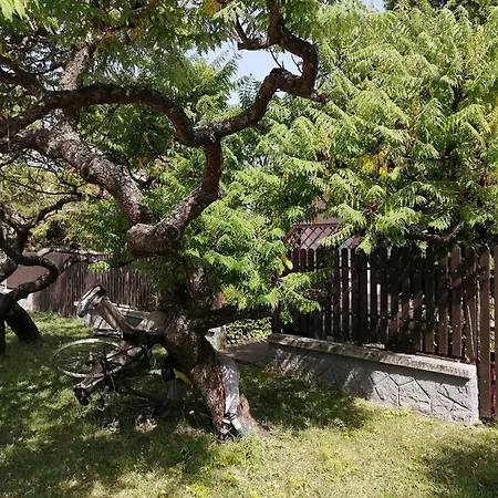 Napraforgo Vendeghaz